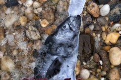 POC_Fish_Water_0029-min -  Imagine a World Without Plastic